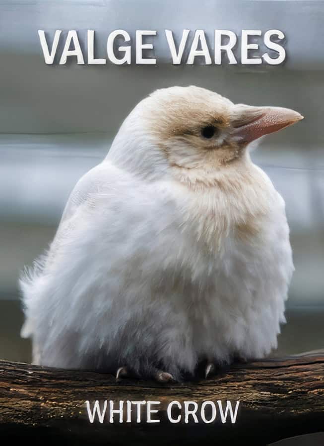 Kaardimäng "Valge vares" Kaardimäng "Valge vares"