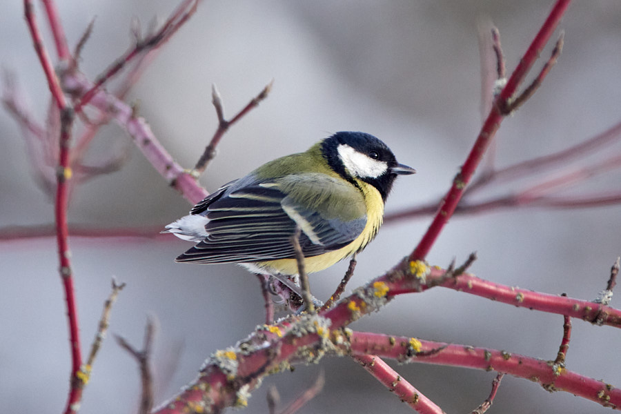 Päeva pilt Päeva pilt