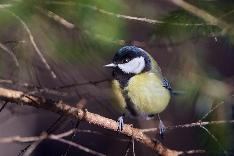 Päeva pilt Päeva pilt