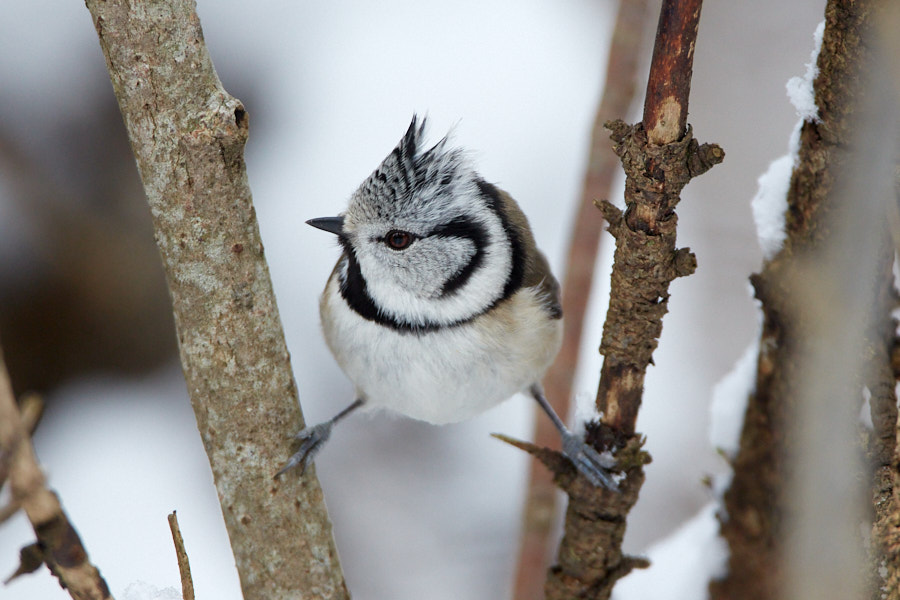 Päeva pilt Päeva pilt