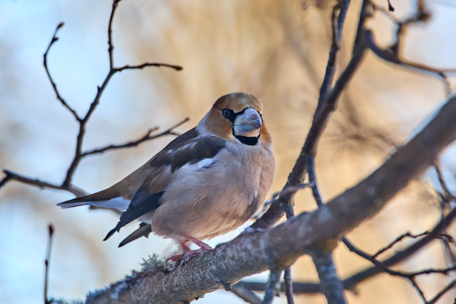 Päeva pilt Päeva pilt