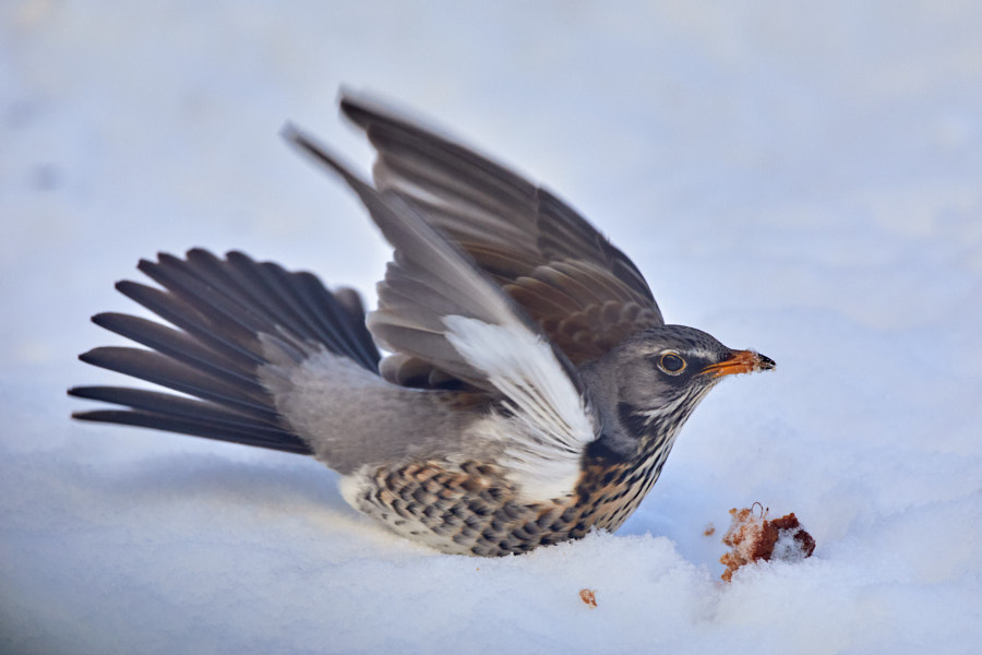 Päeva pilt Päeva pilt