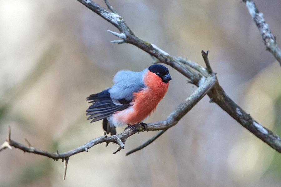 Päeva pilt Päeva pilt