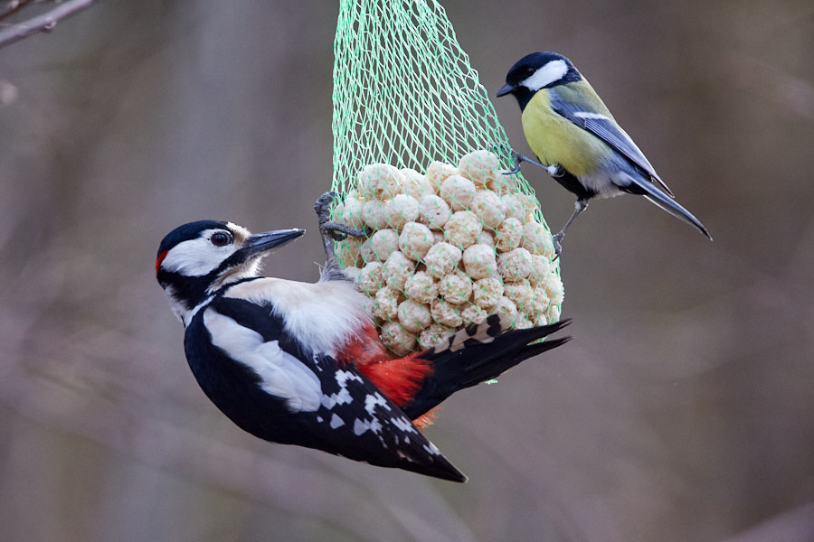 Päeva pilt Päeva pilt