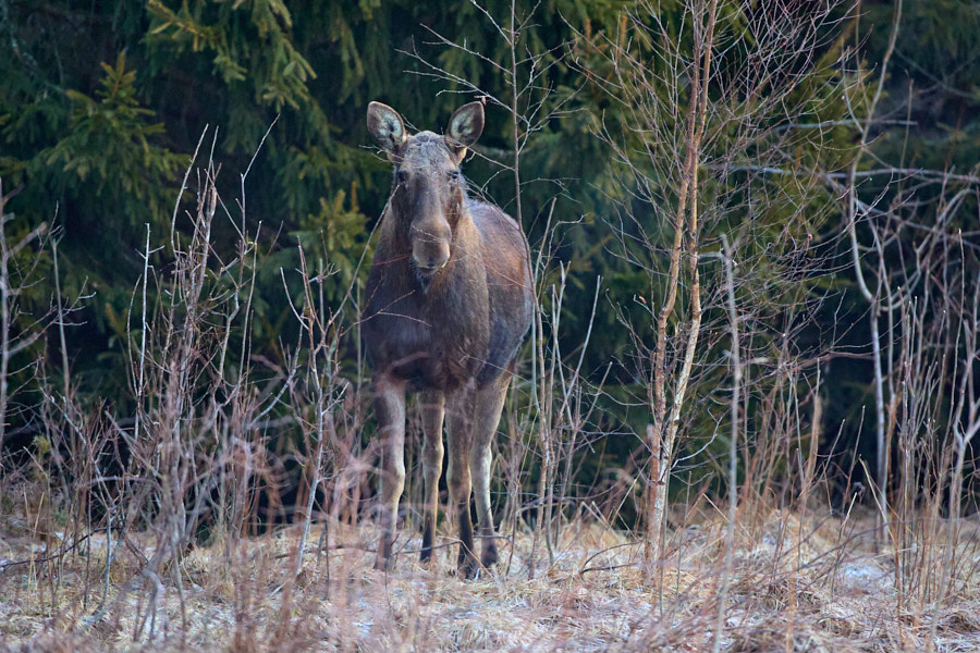 Päeva pilt Päeva pilt