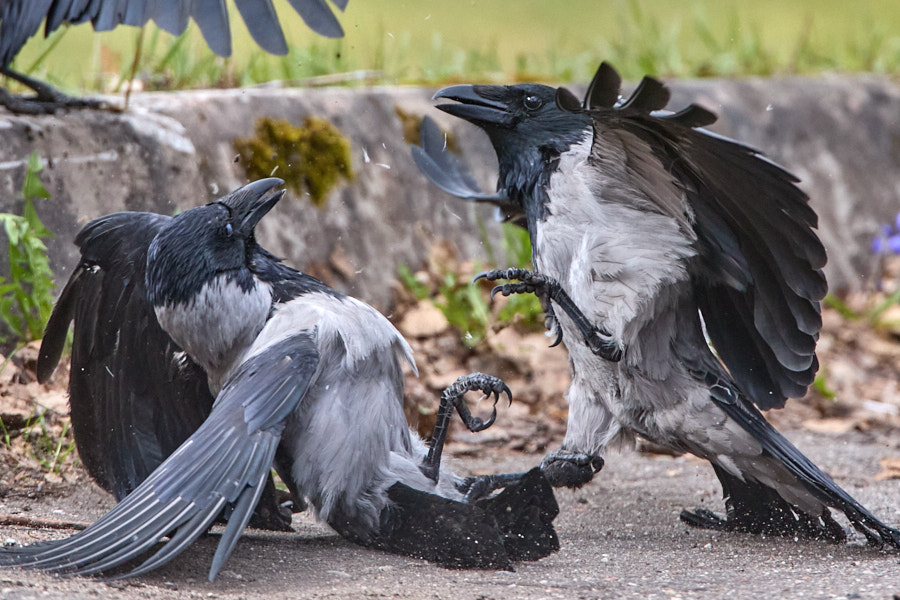 Päeva pilt Päeva pilt