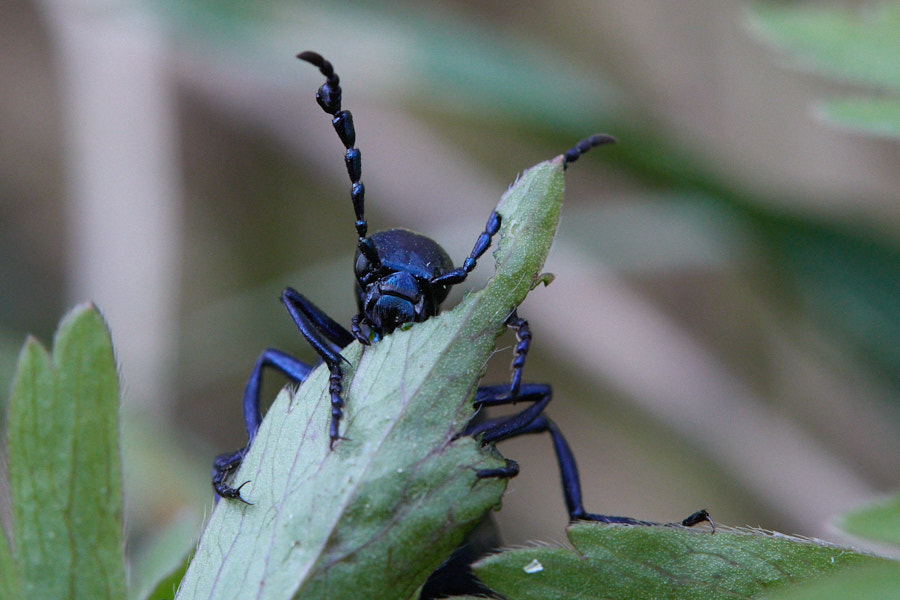 Päeva pilt Päeva pilt