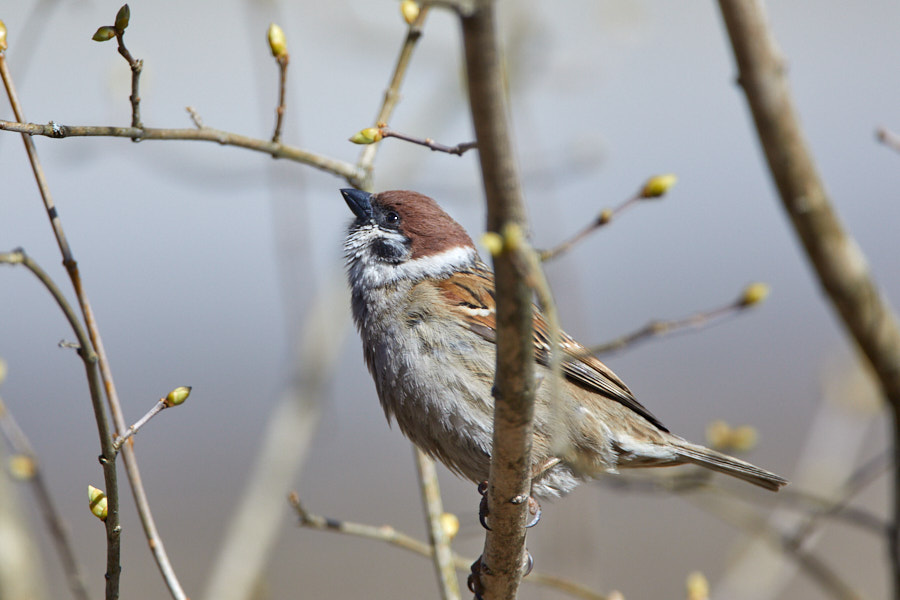 Päeva pilt Päeva pilt