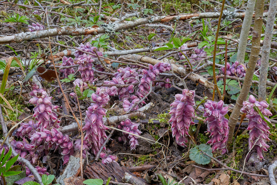 Päeva pilt Päeva pilt