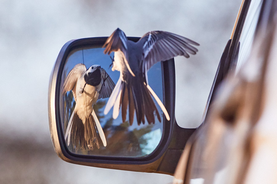 Päeva pilt Päeva pilt