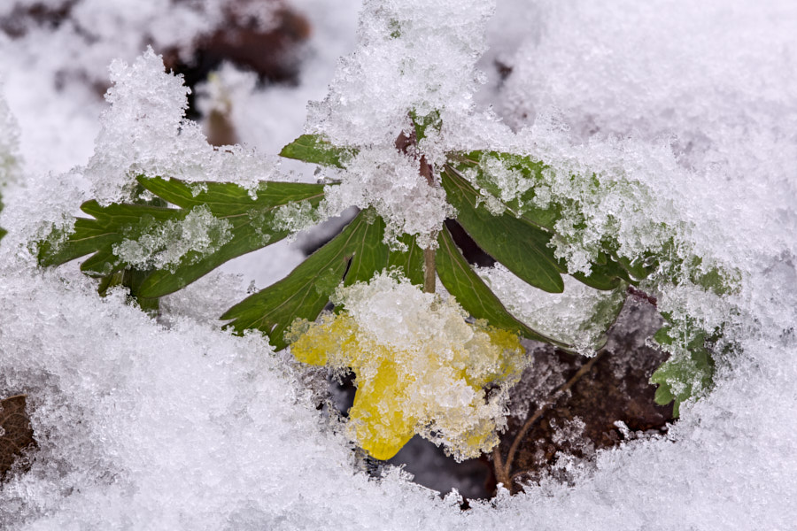 Päeva pilt Päeva pilt