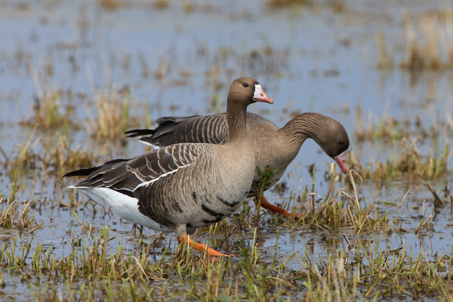 Päeva pilt Päeva pilt