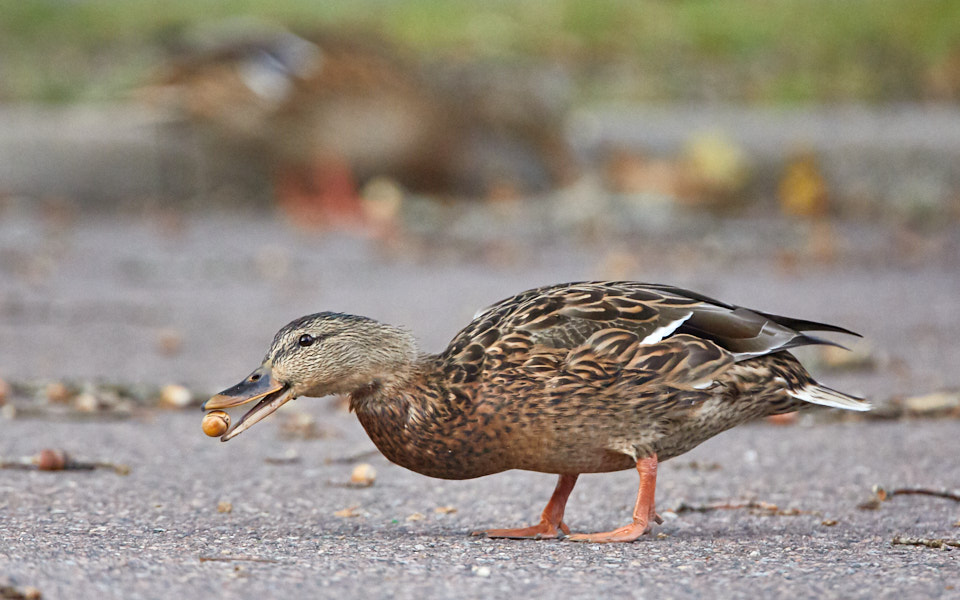 Päeva pilt Päeva pilt