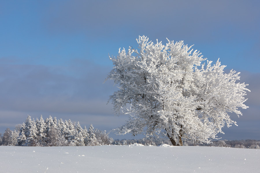 Päeva pilt Päeva pilt