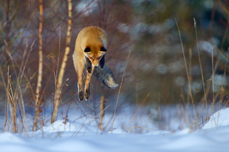 Päeva pilt Päeva pilt