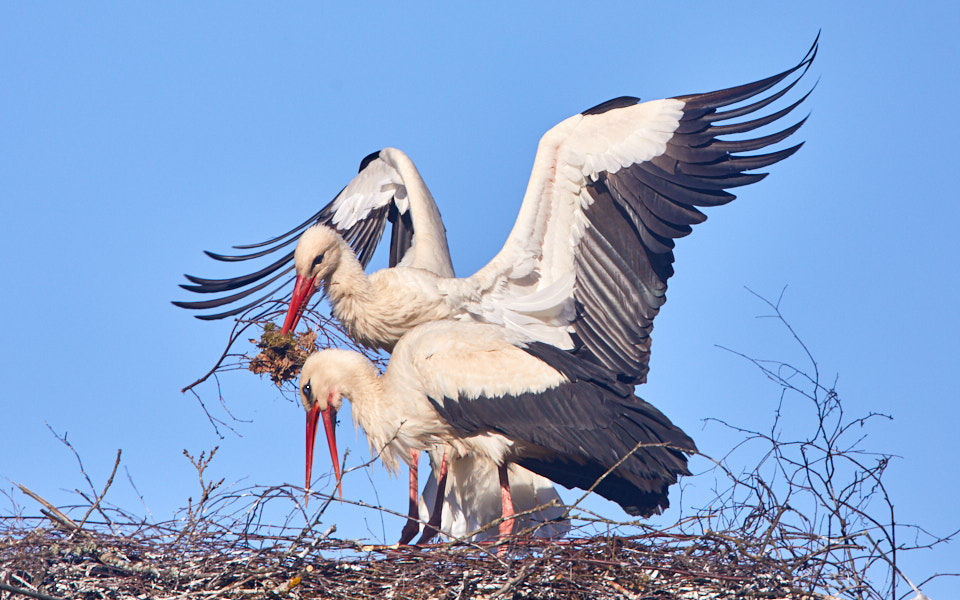 Päeva pilt Päeva pilt