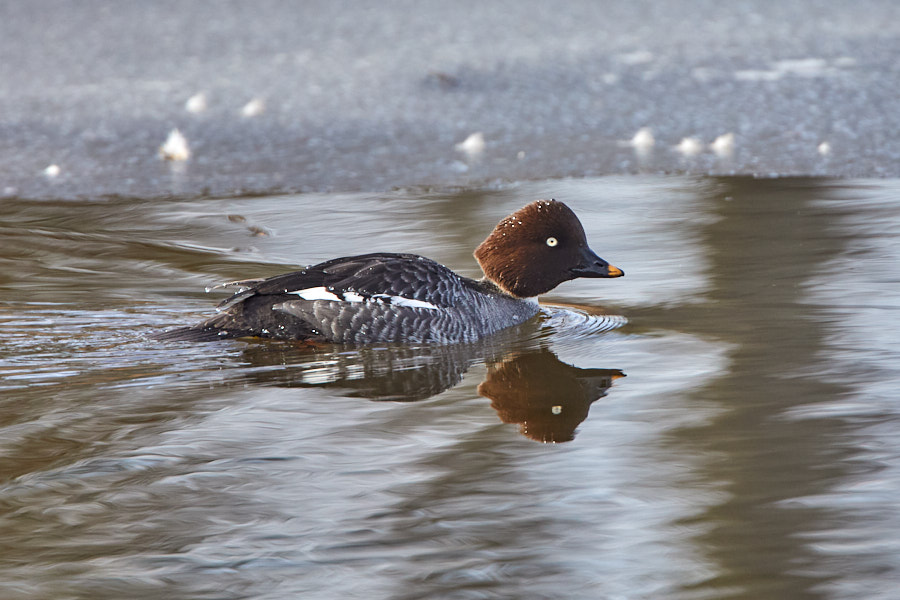 Päeva pilt Päeva pilt