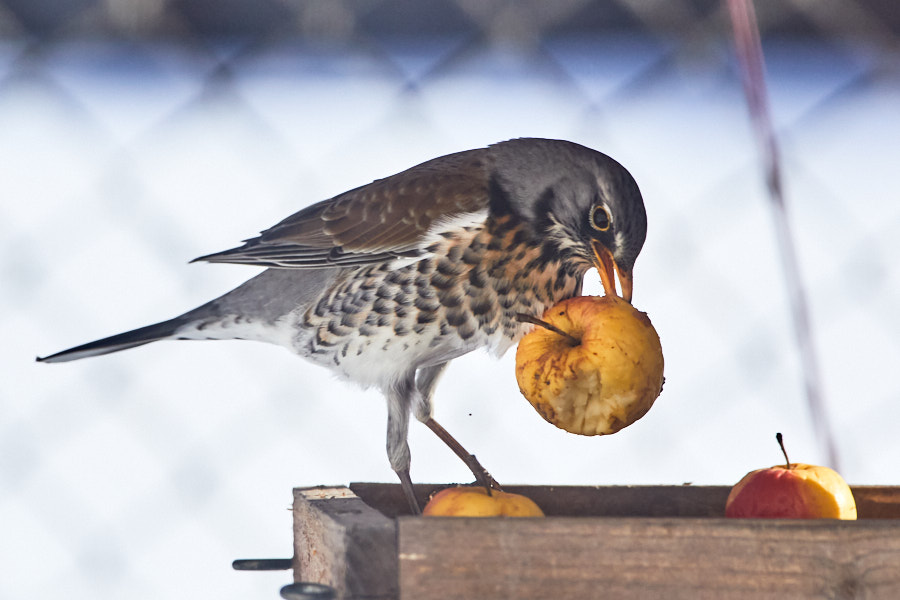Päeva pilt Päeva pilt