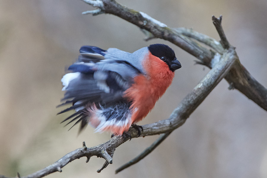 Päeva pilt Päeva pilt