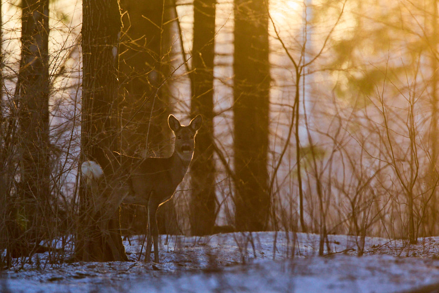 Päeva pilt Päeva pilt