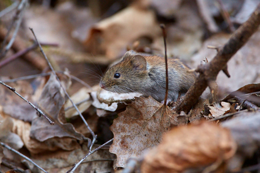 Päeva pilt Päeva pilt
