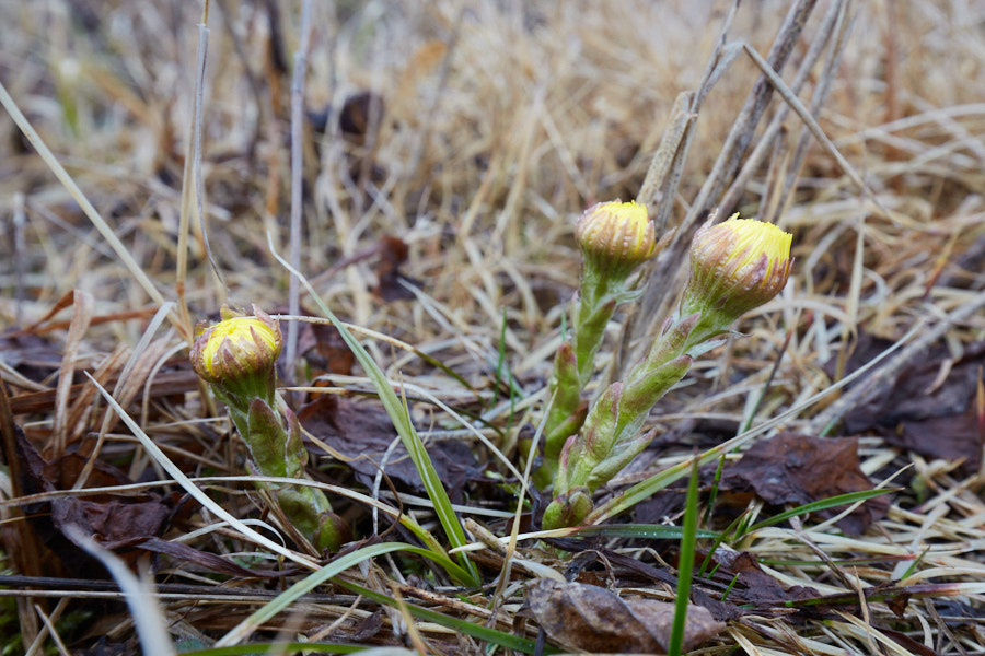 Päeva pilt Päeva pilt