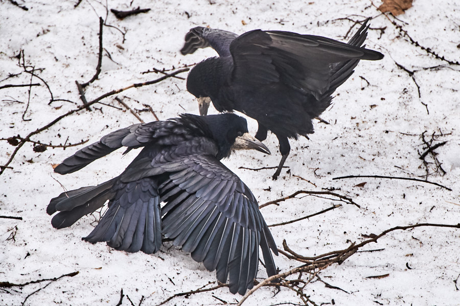 Päeva pilt Päeva pilt