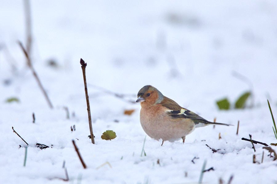 Päeva pilt Päeva pilt