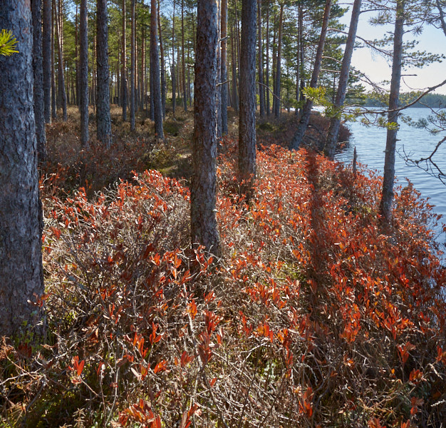 Päeva pilt Päeva pilt