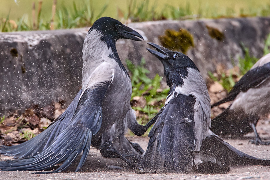 Päeva pilt Päeva pilt