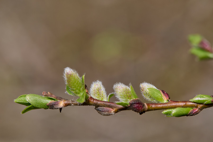 Päeva pilt Päeva pilt