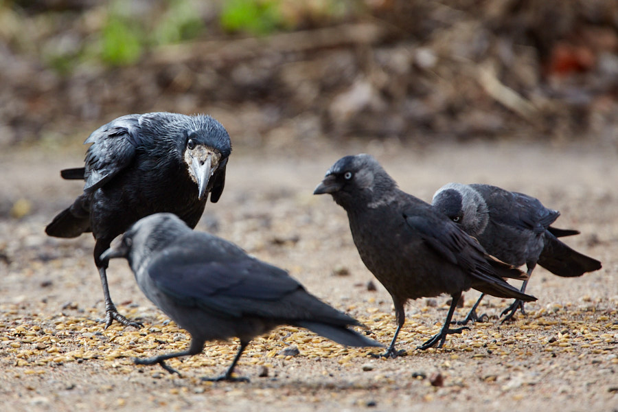 Päeva pilt Päeva pilt