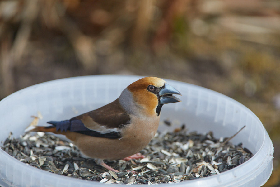 Päeva pilt Päeva pilt