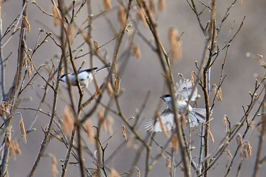 Päeva pilt Päeva pilt