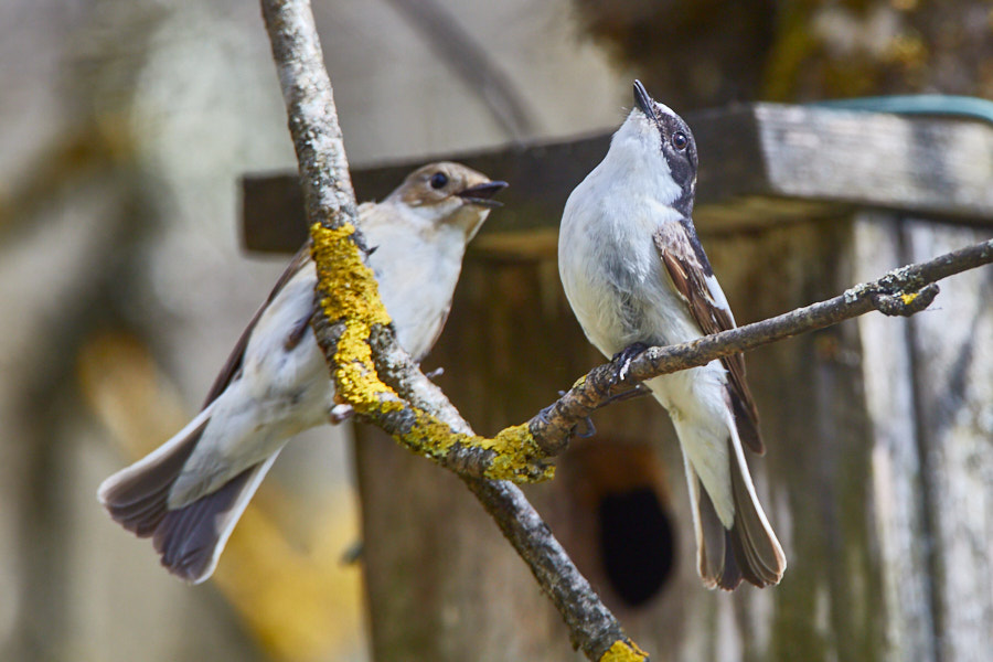 Päeva pilt Päeva pilt