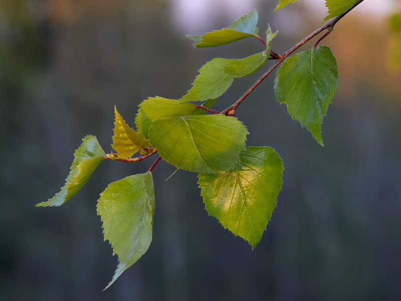 Päeva pilt Päeva pilt