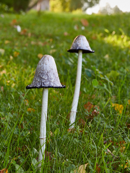 Päeva pilt Päeva pilt