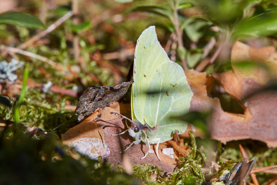 Päeva pilt Päeva pilt