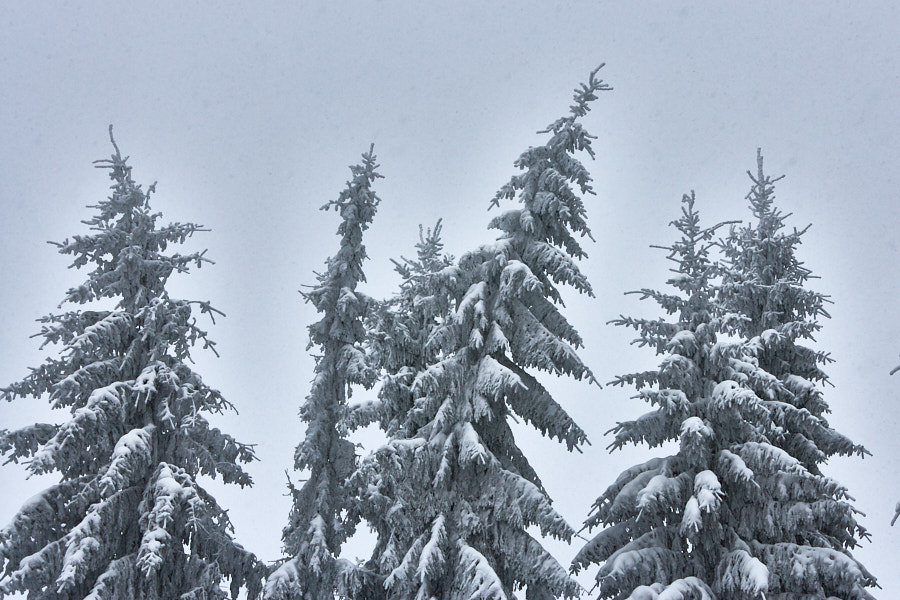 Päeva pilt Päeva pilt