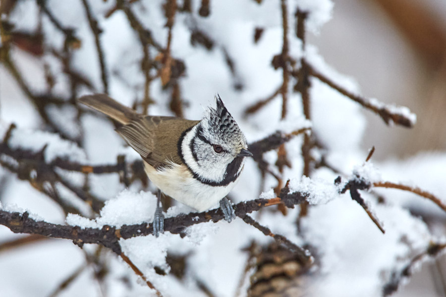 Päeva pilt Päeva pilt