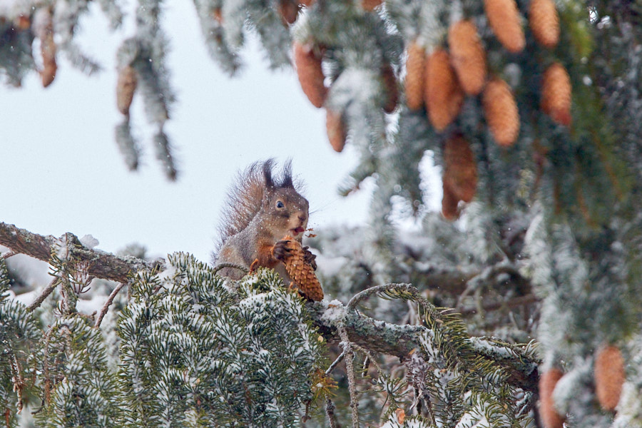 Päeva pilt Päeva pilt