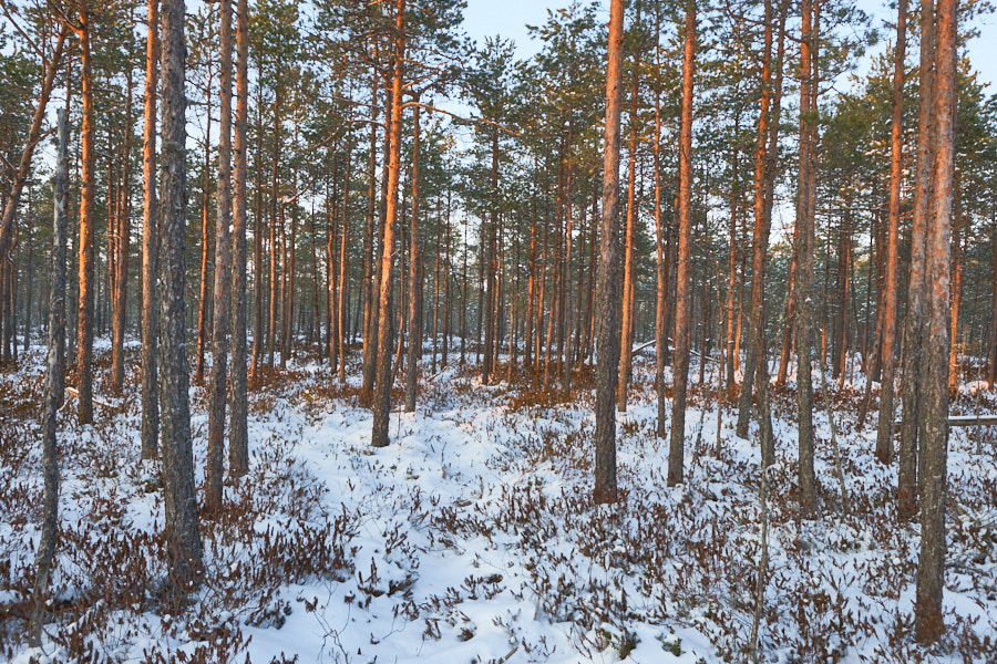 Päeva pilt Päeva pilt