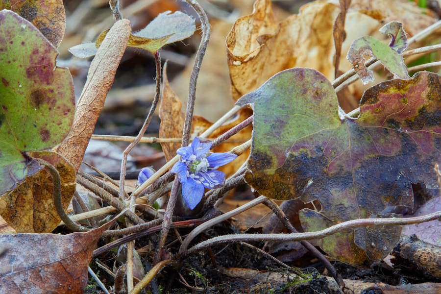 Päeva pilt Päeva pilt