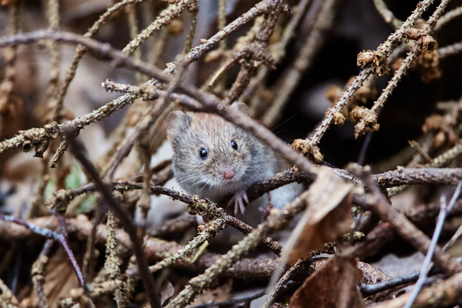 Päeva pilt Päeva pilt