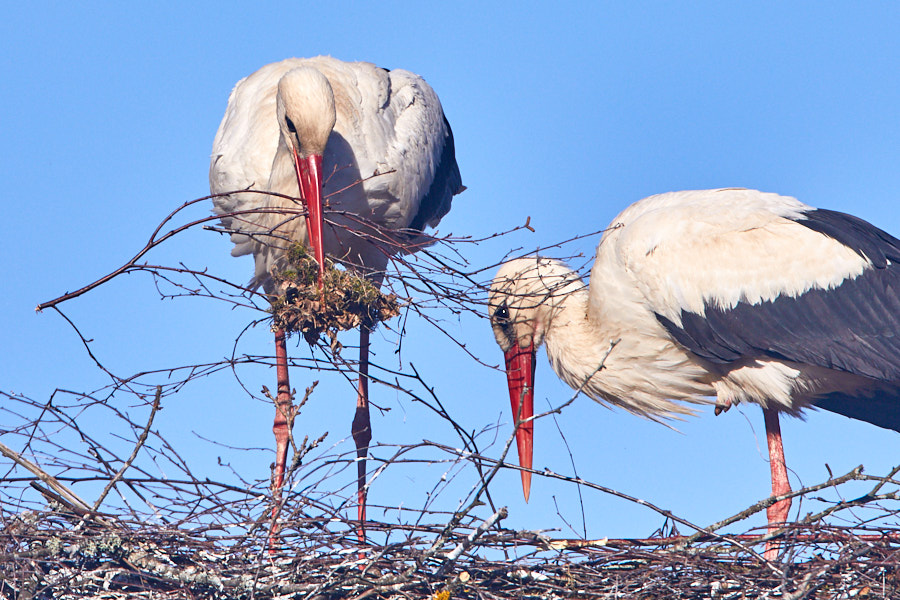Päeva pilt Päeva pilt