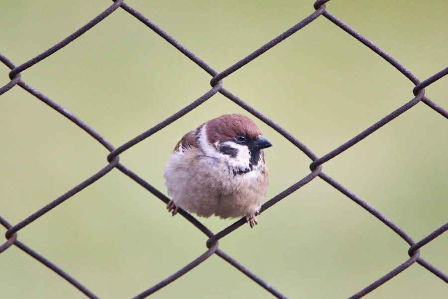 Päeva pilt Päeva pilt