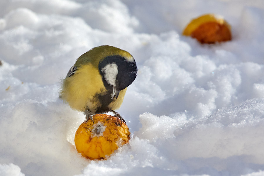 Päeva pilt Päeva pilt