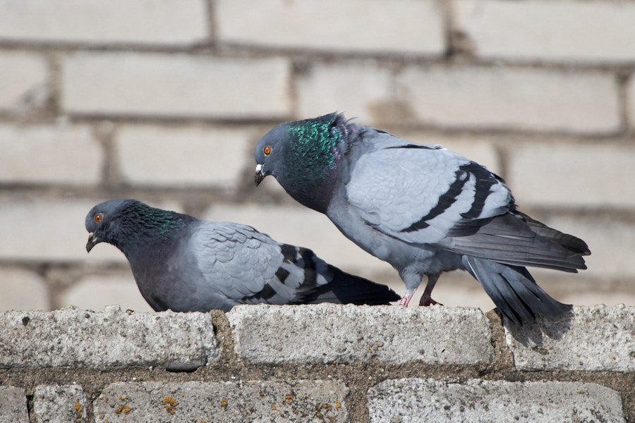 Päeva pilt Päeva pilt