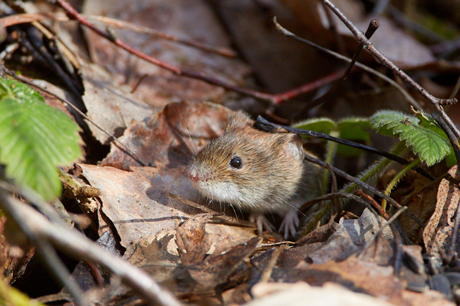 Päeva pilt Päeva pilt