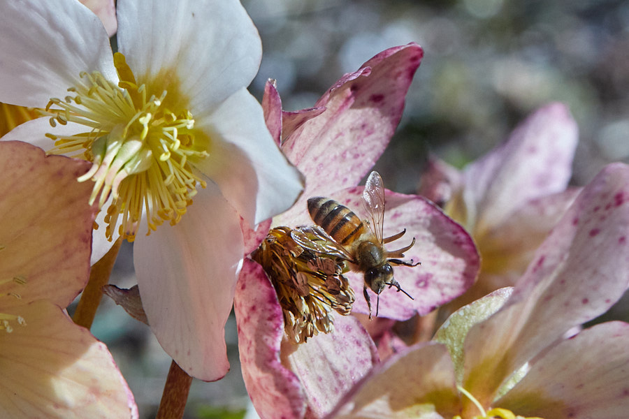 Päeva pilt Päeva pilt